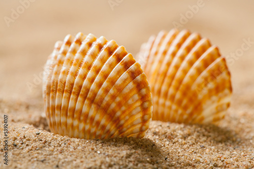 Seashells on sand © zest_marina