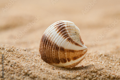 Beautiful seashell on sandy beach © zest_marina