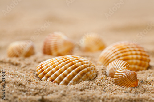 Beautiful seashells in sand
