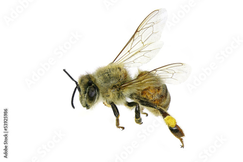 Flying bee © Alexey Protasov