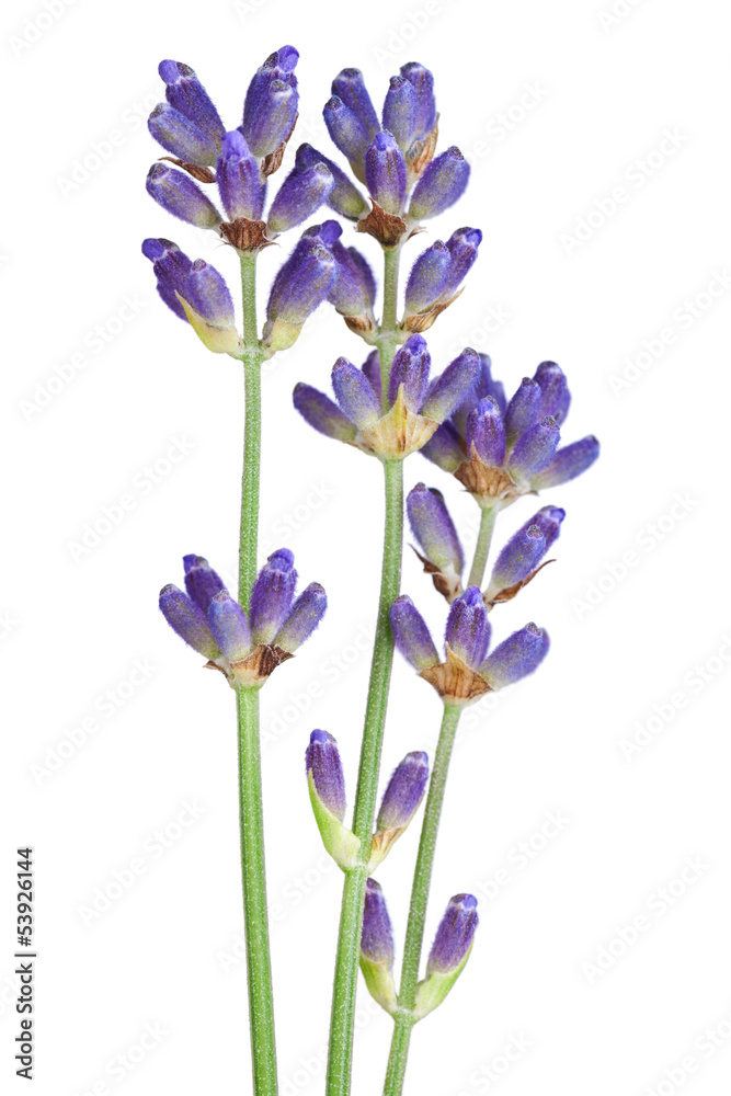 Lavender Flowers Lavender Flowers