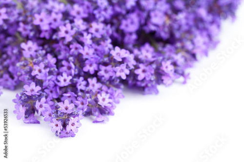 Fototapeta Naklejka Na Ścianę i Meble -  Lavender Flowers