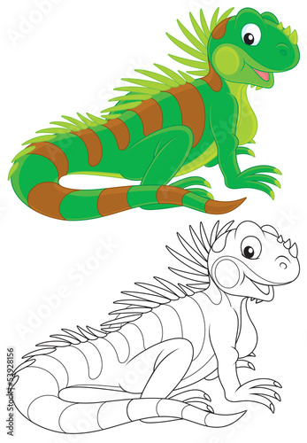 Green iguana