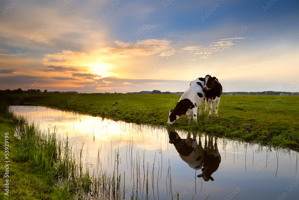 Fototapeta premium dwie krowy nad rzeką o zachodzie słońca