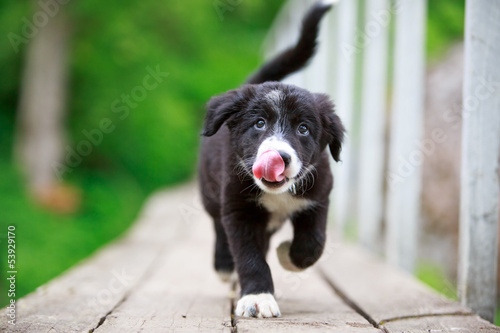 Fototapeta Naklejka Na Ścianę i Meble -  Border Collies black puppy
