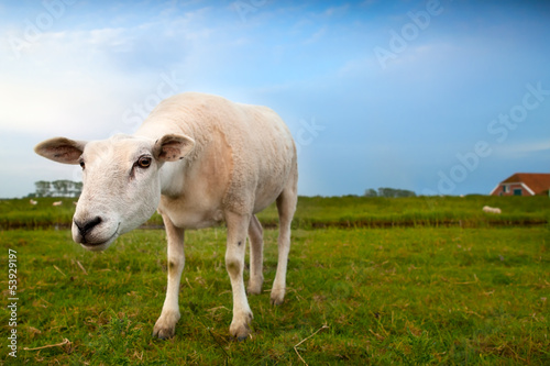 Fototapeta Naklejka Na Ścianę i Meble -  suspicious sheep via wide angle