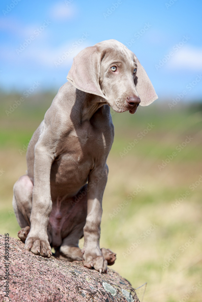 wemaraner puppy portrait