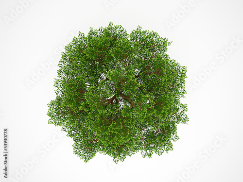 Tree from above isolated