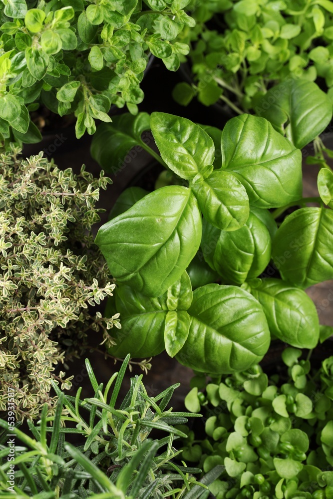 Top view of basil, rosemary, thyme and oregano in flower pots. Top view of basil, rosemary, thyme and oregano in flower pots.