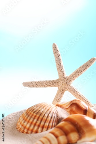 Close-up of seashells on sand with copy space.