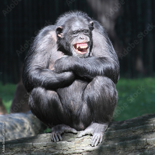 Leinwand Poster Lächelnder glücklicher Schimpanse.