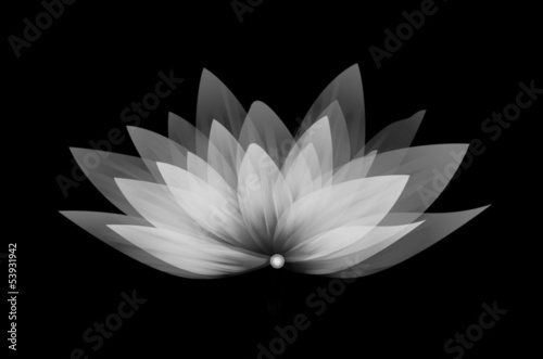 Fototapeta Naklejka Na Ścianę i Meble -  Fleur de Lotus, pétales transparents blancs, illustration sur fond noir
