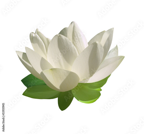 Fleur lotus