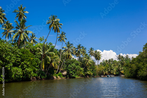 Palms and pond  Sri Lanka