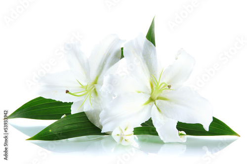 Fototapeta Naklejka Na Ścianę i Meble -  Beautiful lily, isolated on white