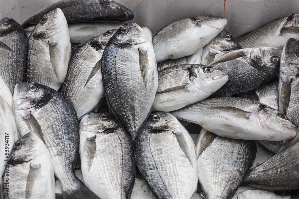 Obraz premium fish gilthead bream