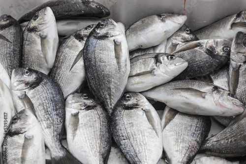 Photos fish gilthead bream