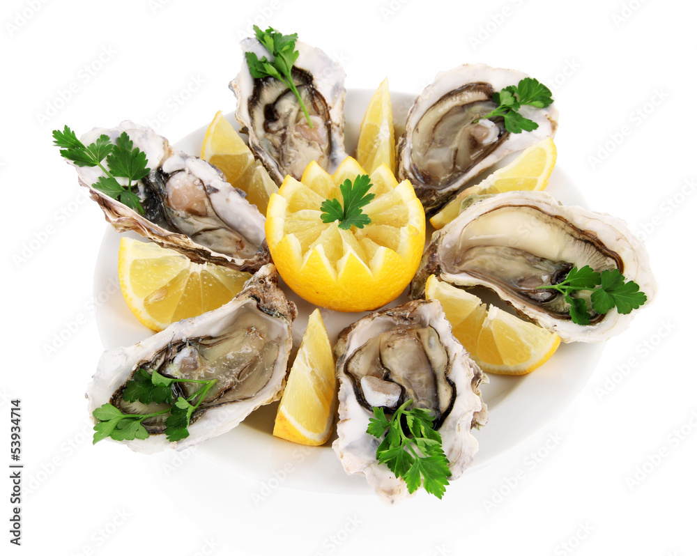 Oysters isolated on white Oysters isolated on white