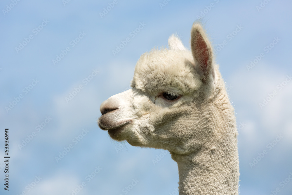 Obraz premium Portrait of a peruvian alpaca in a Dutch animal park