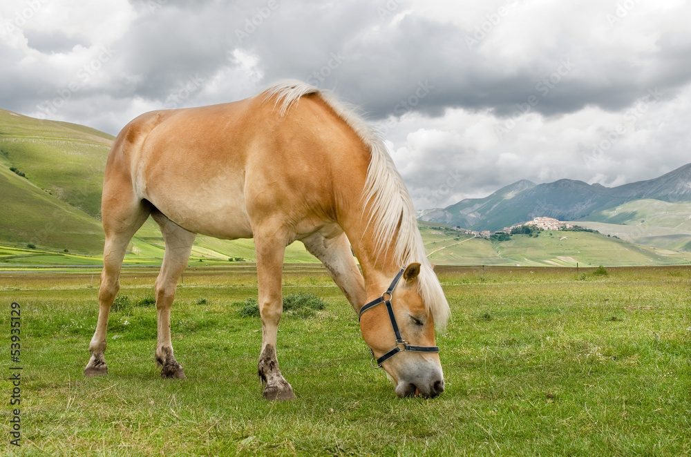 Cavallo al pascolo - Horse grazing in Castelluccio di Norcia Cavallo al pascolo - Horse grazing in Castelluccio di Norcia