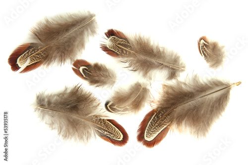 Beautiful decorative feathers, isolated on white © Africa Studio