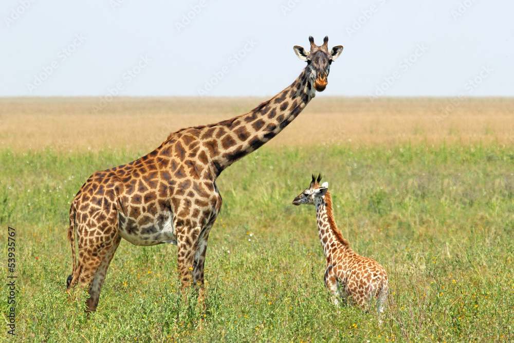 Fototapeta premium Baby giraffe and mother