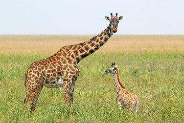 Leinwandbilder Giraffe Giraffenbaby an der Seite der Mutter  © mattiaath