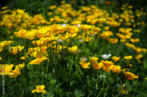 Fototapeta Naklejka Na Ścianę i Meble -  California poppy flowers (Eschscholzia californica)