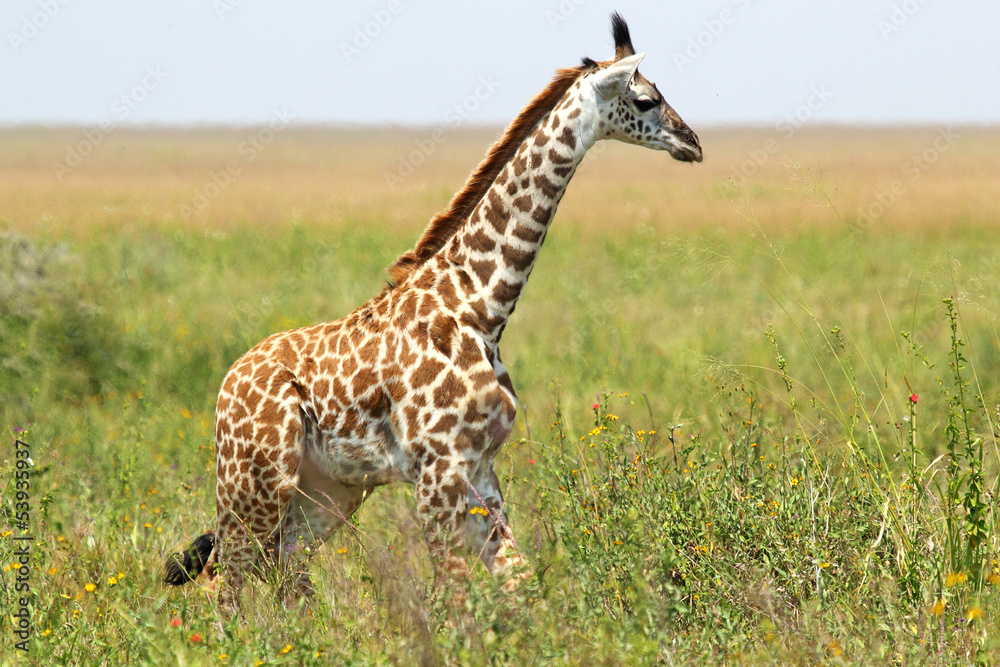 Fototapeta premium Baby giraffe