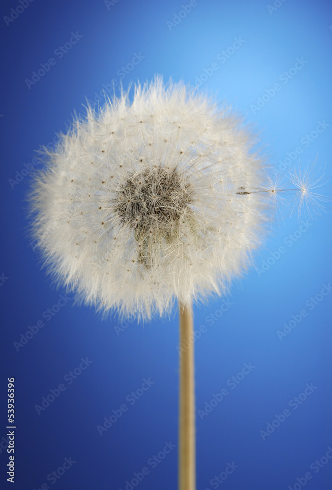 Fototapeta premium Beautiful dandelion with seeds on blue background