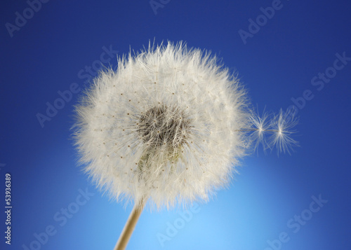 Beautiful dandelion with seeds on blue background