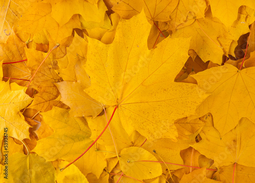 yellow decorative maple leafs
