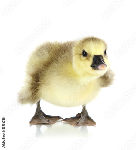 Little duckling isolated on white