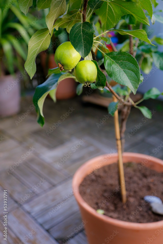 Miniobst mit unreifen Äpfeln auf Balkon