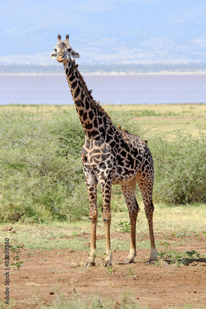 Fototapeta premium Giraffe (Giraffa camelopardalis)