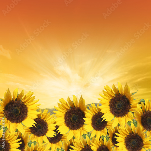 Fototapeta Naklejka Na Ścianę i Meble -  sunflowers against a colorful sky
