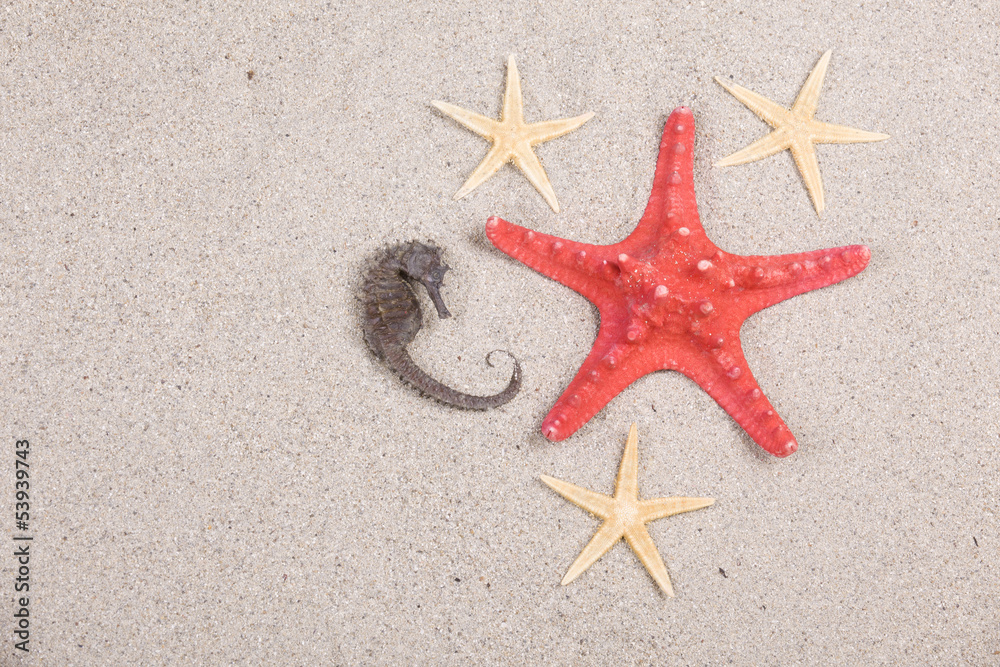 starfish and shells on the beach, vacation memories starfish and shells on the beach, vacation memories