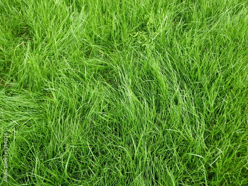 Herbe Gazon Green grass texture background