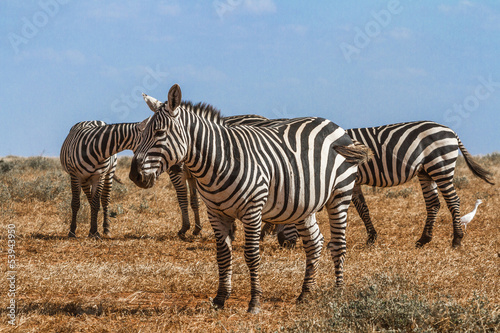 Zebras in Kenya s Tsavo Reserve