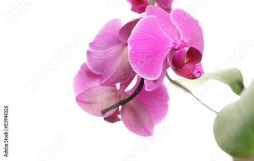 Phalaenopsis. Purple orchid on white background © Voyagerix