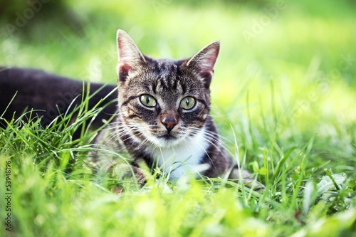 Close-up of cat in the garden. Selective focus,