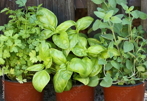 Close-up of parsley, basil and oregano in flower pots.