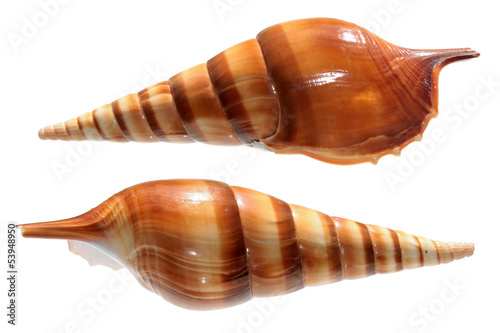 Shells of Tibia insulaechorab isolated on white