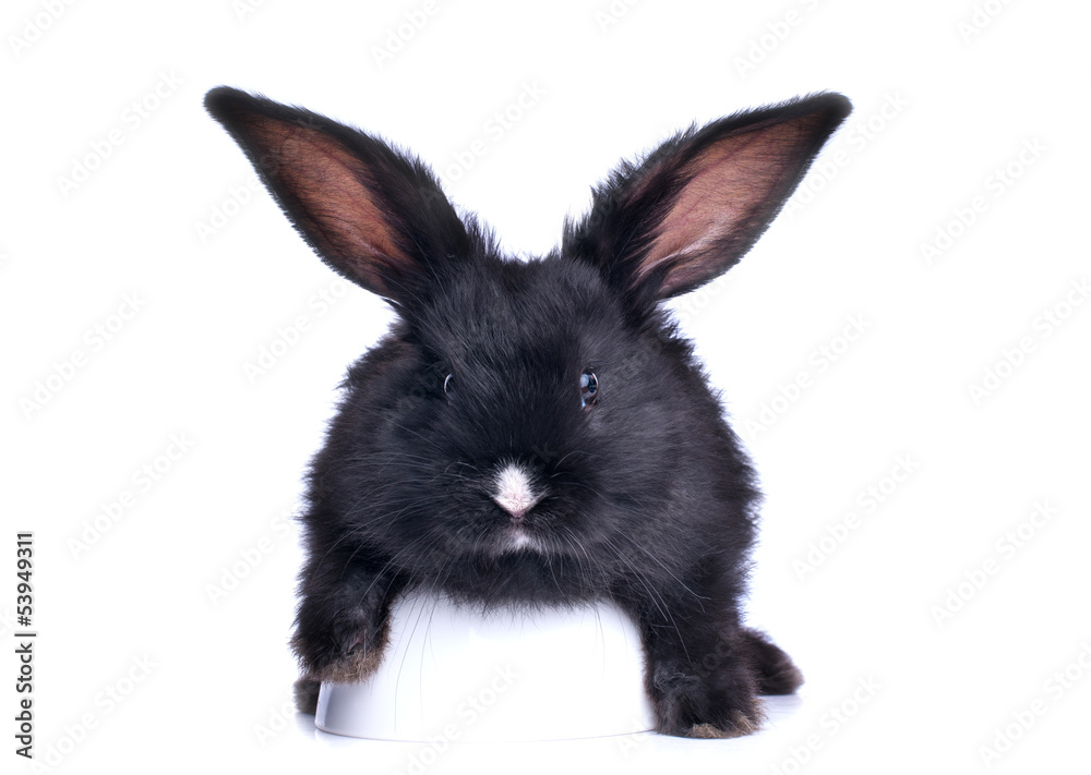 Fototapeta premium close-up of cute black rabbit eating green salad