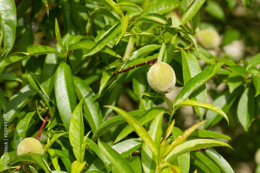 apricots grow on a branch among green leaves apricots grow on a branch among green leaves