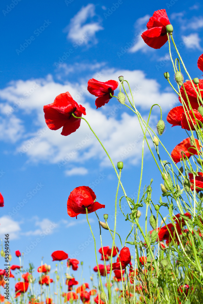 Naklejka premium red poppy against blue cloudy sky