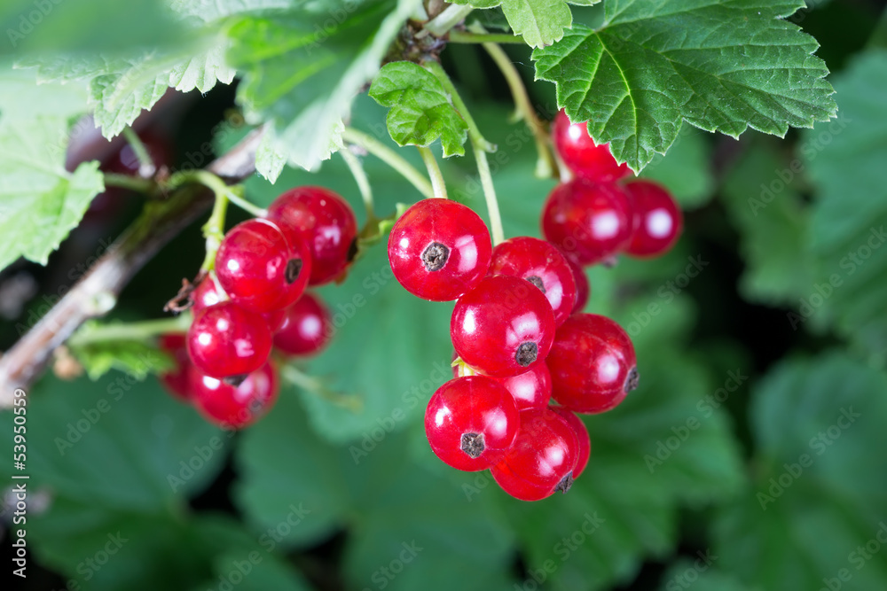 Red currant berries Red currant berries