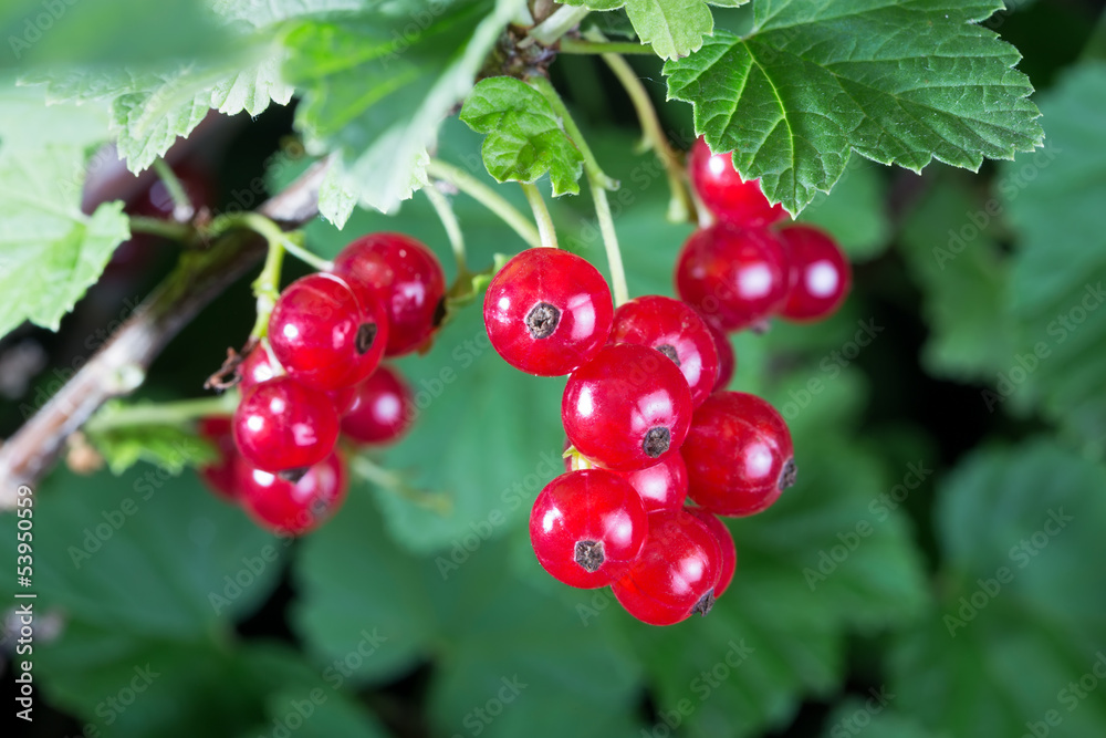 Red currant berries