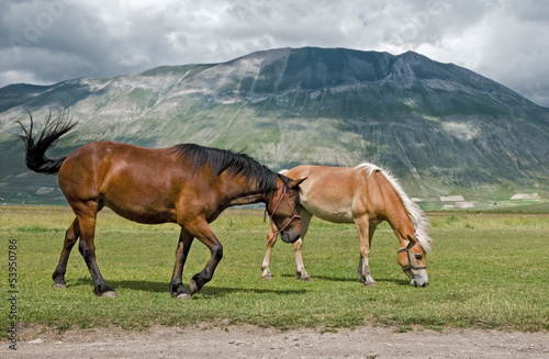 Cavalli sotto il Monte Vettore - Castelluccio di Norcia