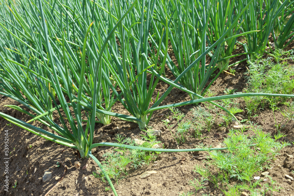 Young green leek growing on soil Young green leek growing on soil